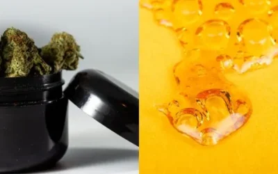Understanding the Difference Between Hash and Wax