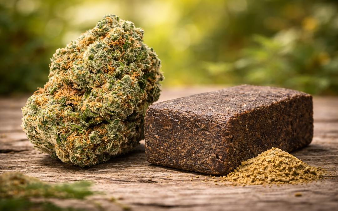 Hash vs Weed: What’s the Difference? Strength, Effects, and What You Should Know