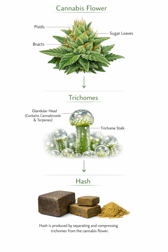 Diagram illustrating modern cannabis hash extraction process from flower to trichomes to pressed hash.
